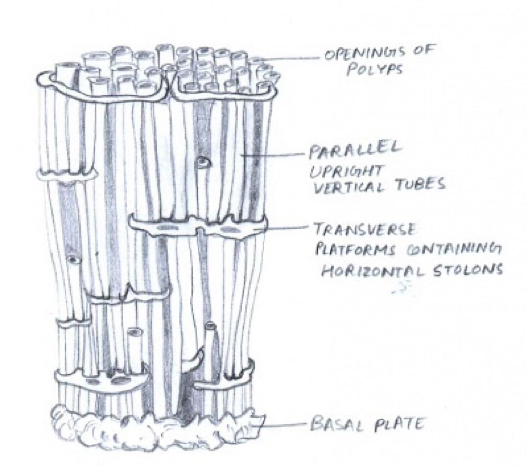 大人気 極希少 エジプト産 管状 赤珊瑚 レッド 原石 鉱物標本