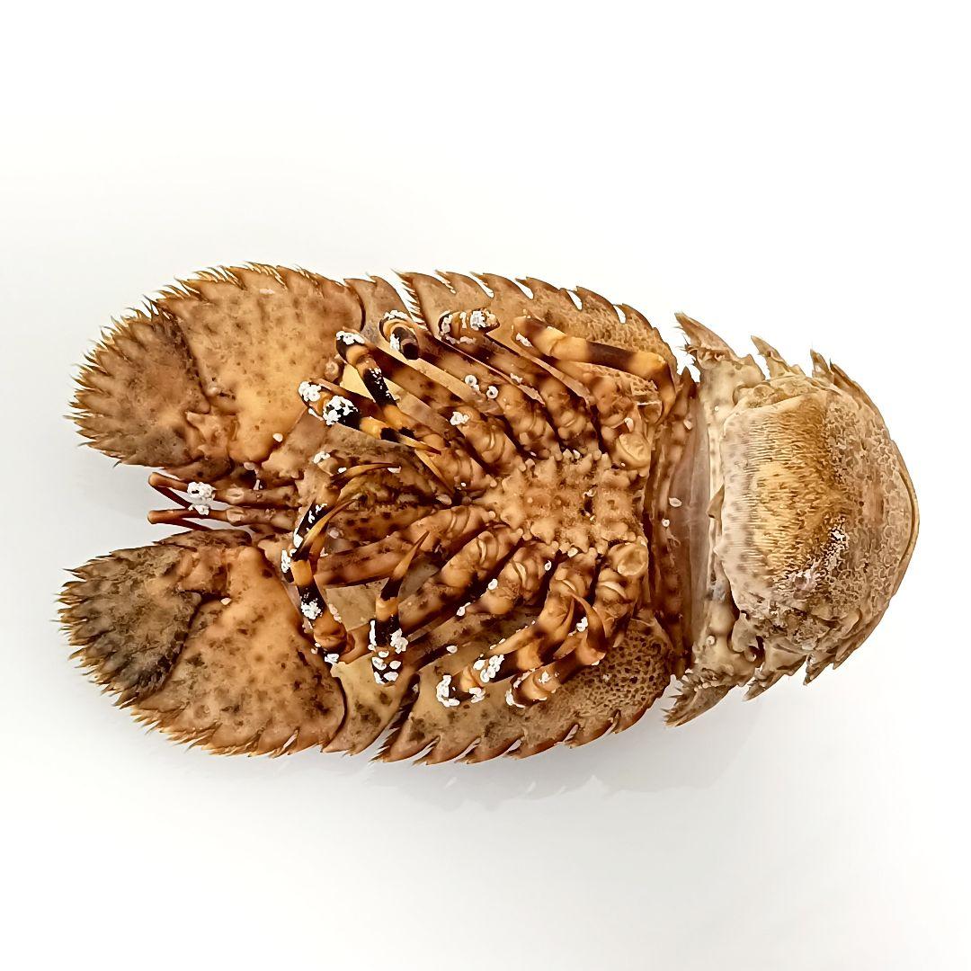 【1点物】セミエビ① 乾燥標本 色彩保存標本 関節可動