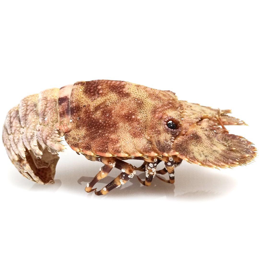 【1点物】セミエビ① 乾燥標本 色彩保存標本 関節可動