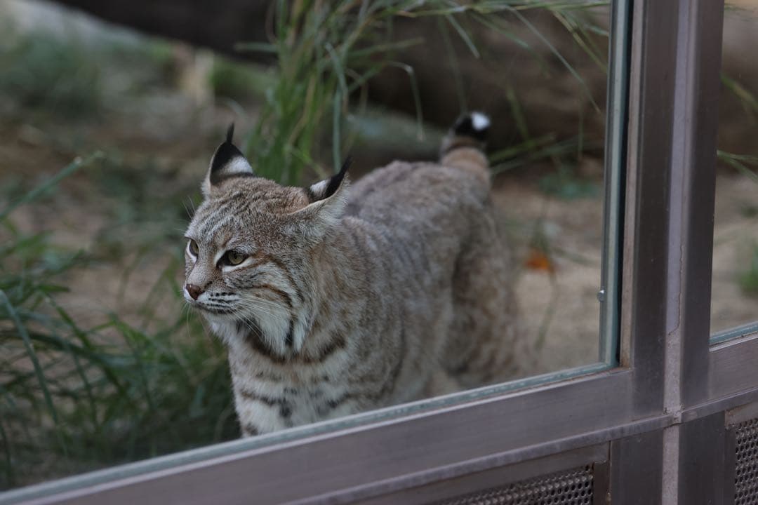 シグマ50-100mm F1.8 DC HSM | Art