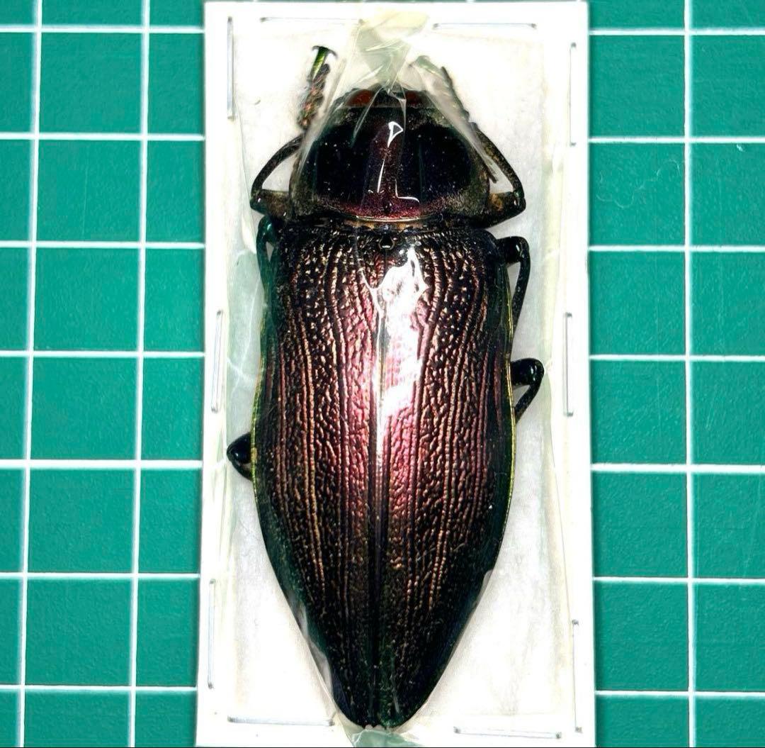 専用品　標本おまとめ 04161