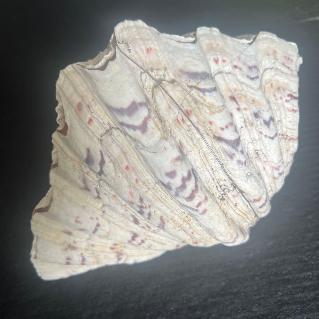 オオシャコ貝、置物、花台、インテリアコレクション