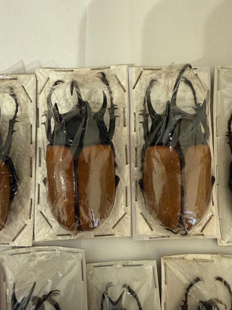 標本　ゴホンヅノカブト　ヒメカブト　未検品