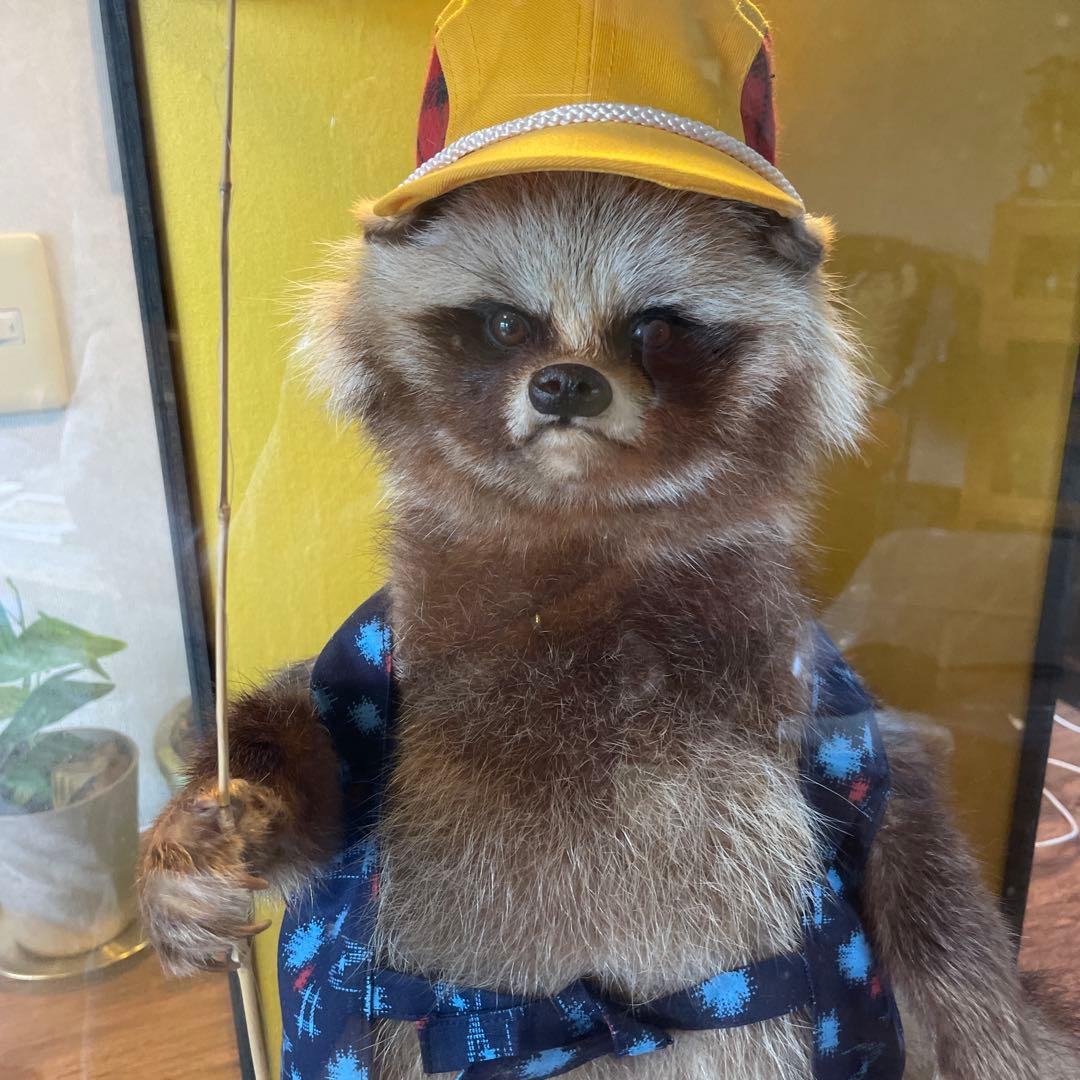 釣り師狸（タヌキ）置物/ たぬきの剥製