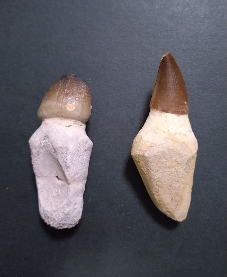 【見比べ美品】恐竜の化石 モササウルスの歯根付 ノーマルとグロビデンス