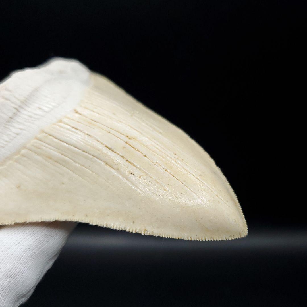 美品 メガロドン 歯 化石 レプリカ 119.96mm  mgr23