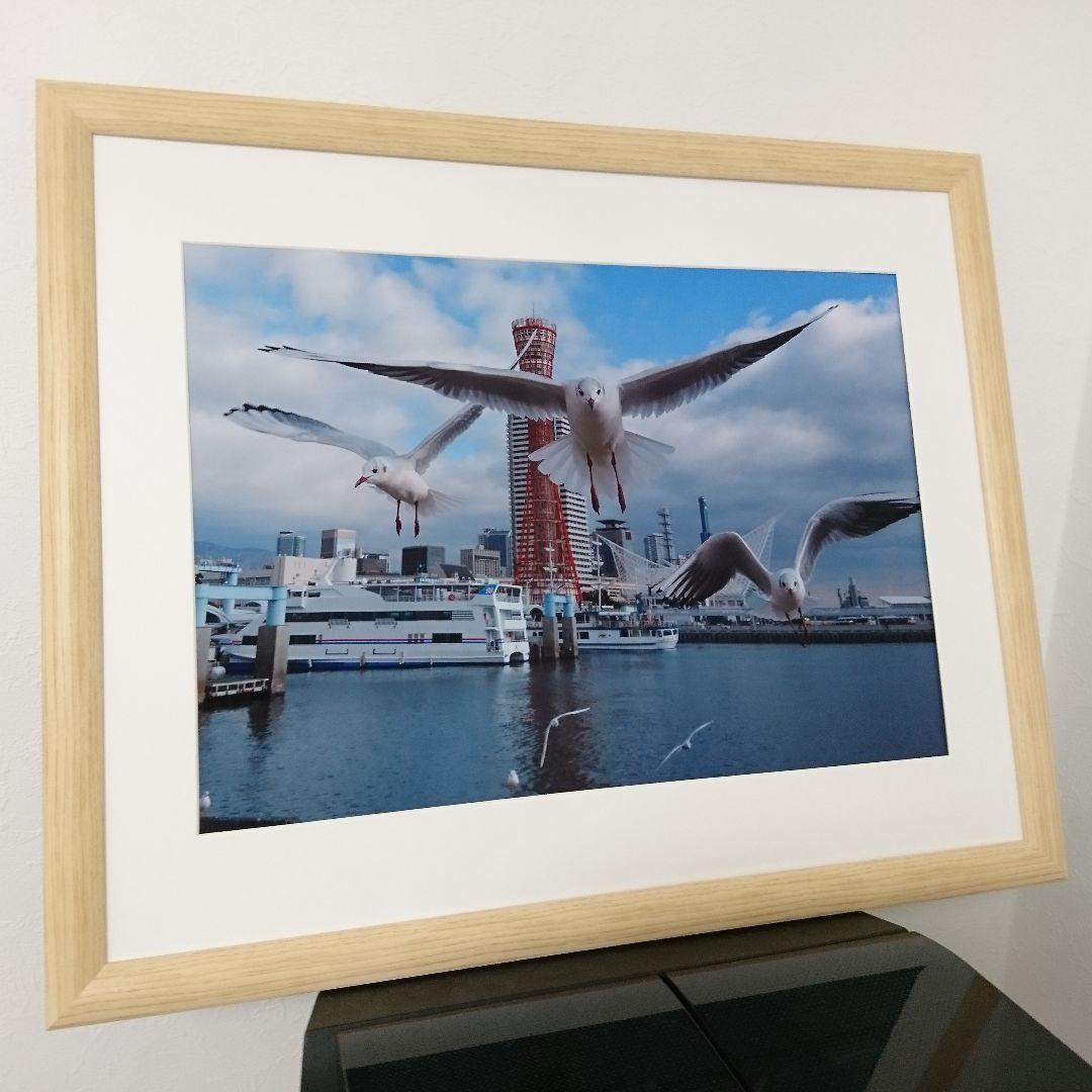 みなと神戸に咲く華 「ユリカモメ」 A3サイズ光沢写真横  写真のみ  送料無料