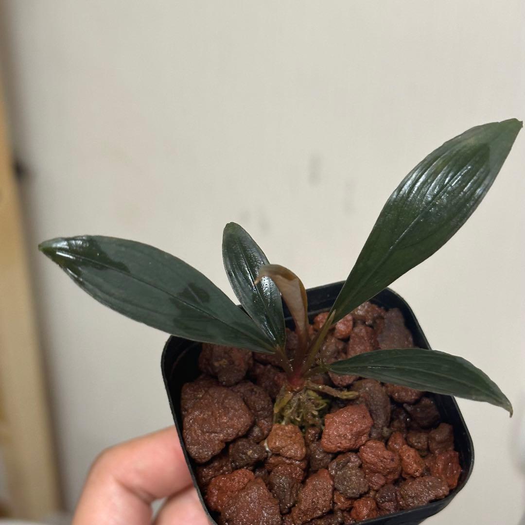 如*月様 ブセファランドラ Bucephalandra keris レアブセ