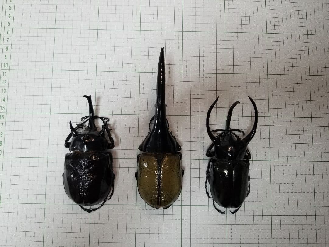 標本　タイリクコーカサス　大型121㎜UP