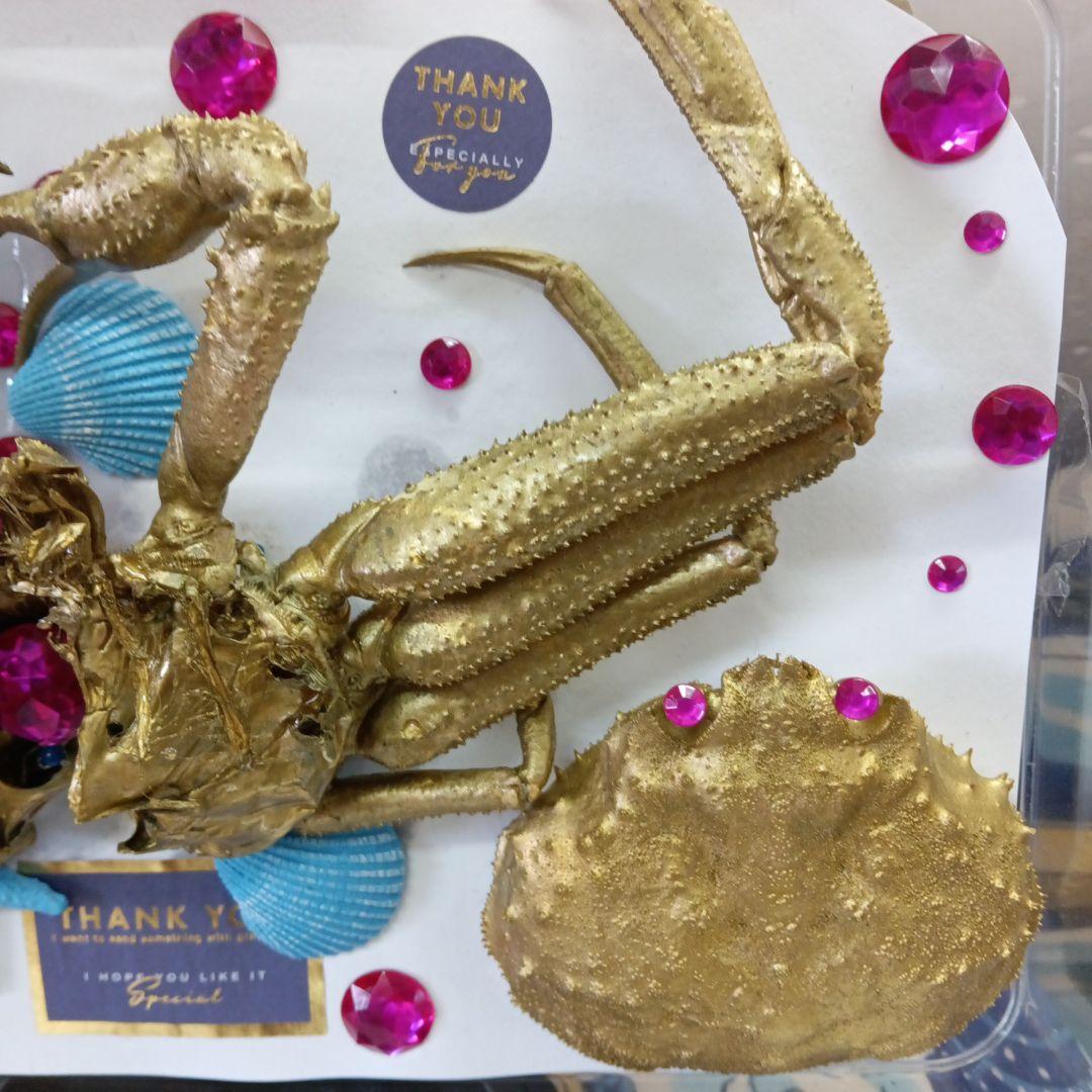 松葉蟹[セコガニ］ゴールドカラーオリジナル全長２３センチ立体リアル標本飾り置物