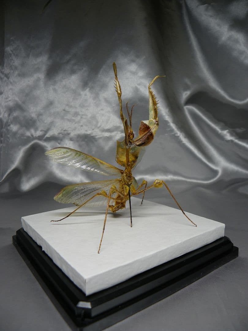 ニセハナマオウカマキリ　雄　立体標本