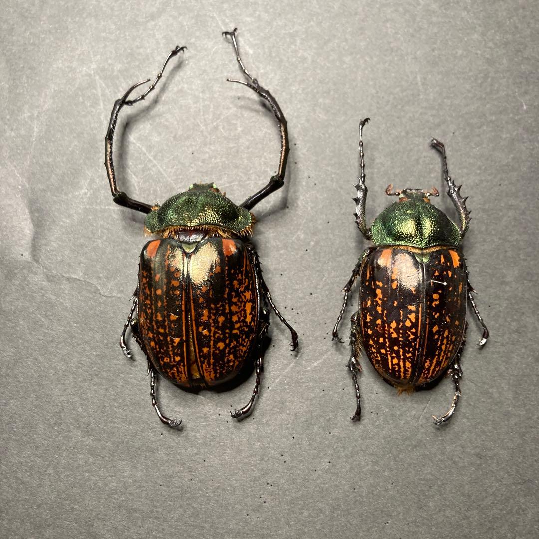 テナガコガネ　♂♀