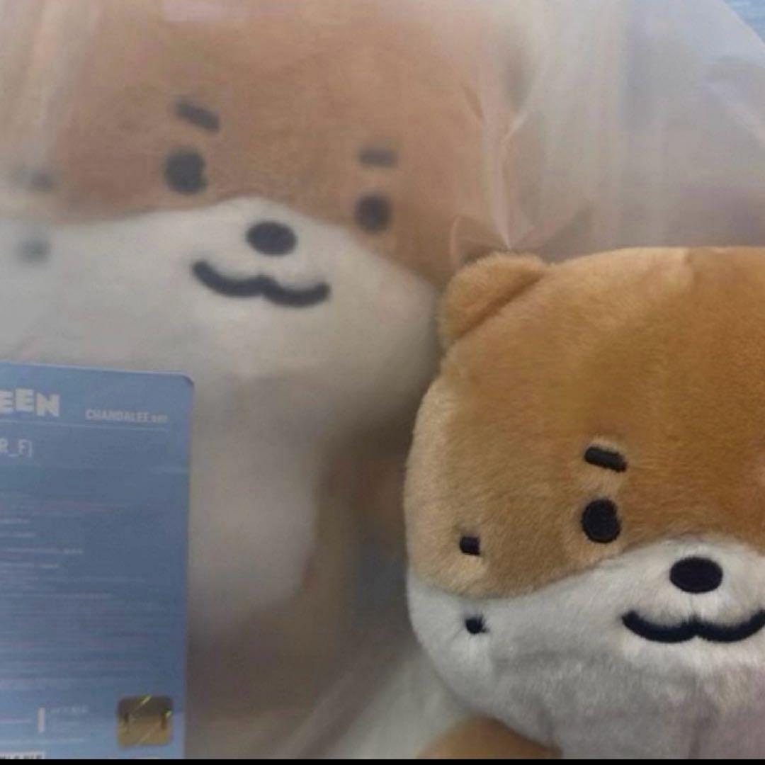 miniteen ミニティーン DINO ディノ セブチ