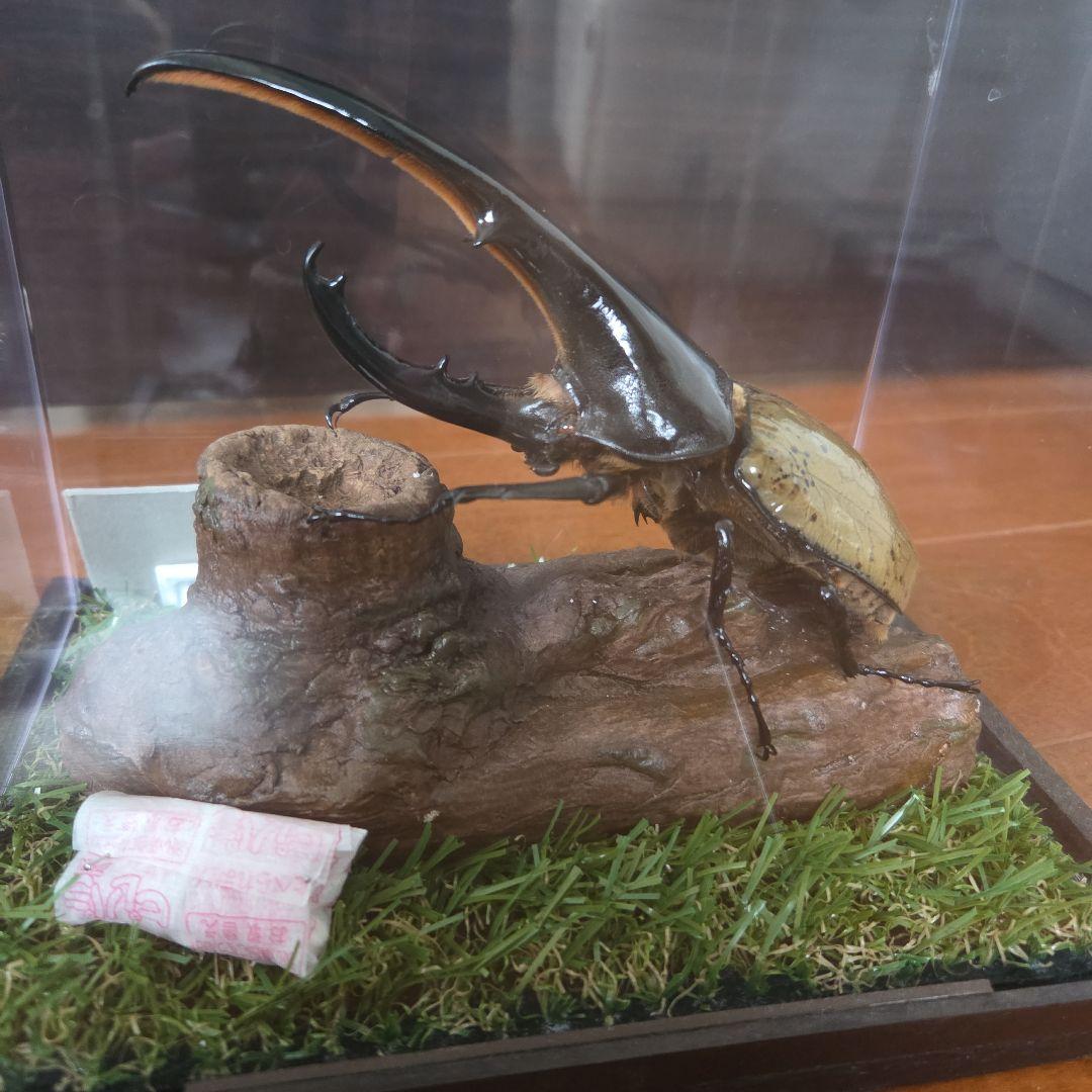 ヘラクレスオオカブト 標本 158.3mm　ジオラマ