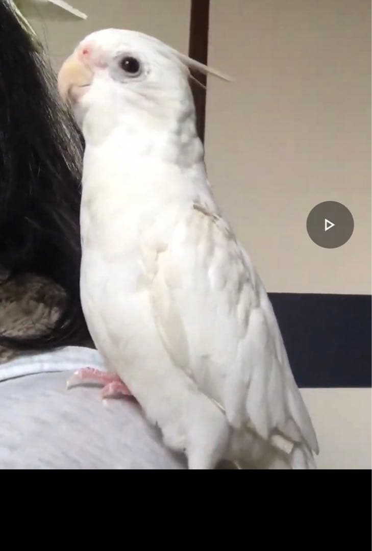 オカメインコ ホワイト 若鳥