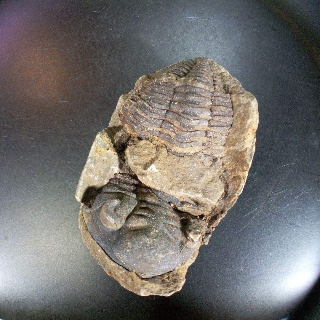 三葉虫　化石　ボリビア産　南アメリカ　trilobite　Bolivia三葉虫⑧