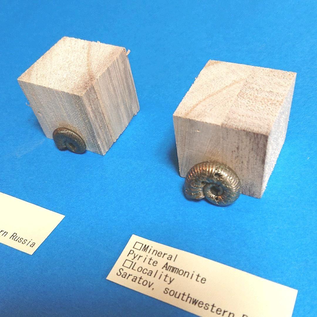 パイライト化 アンモナイト 「黄鉄鉱化アンモナイト」（化石コレクション）