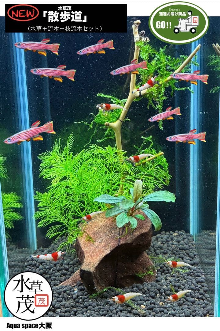 水草 YVB-Y'sVintage Base