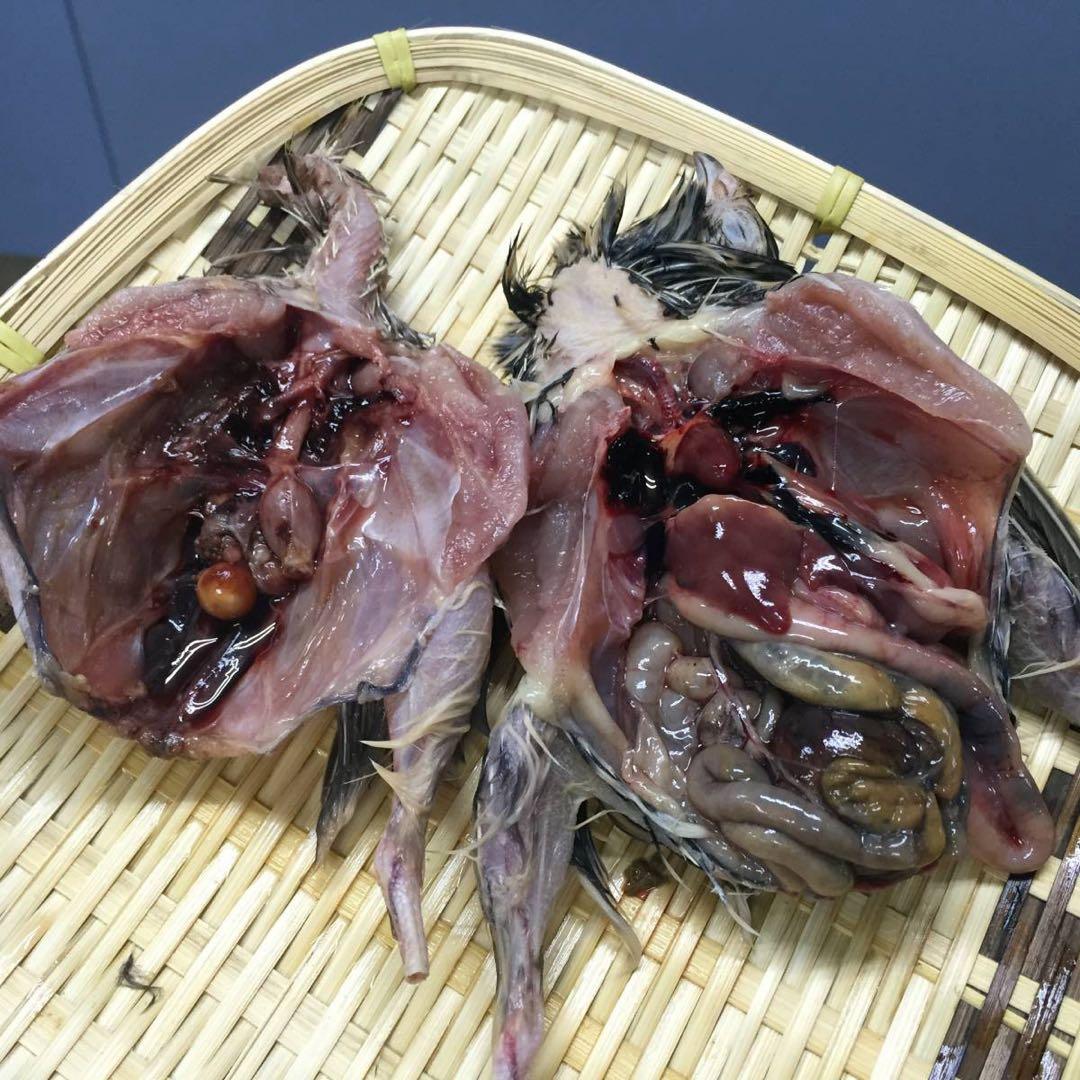 【無薬】猛禽類・爬虫類などに！！北海道産　冷凍ウズラ 100羽【未処理】