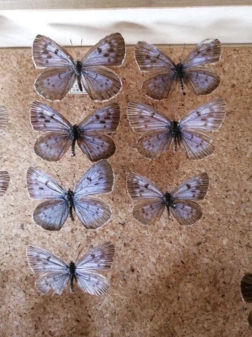 オオゴマシジミ　北海道 月形町産