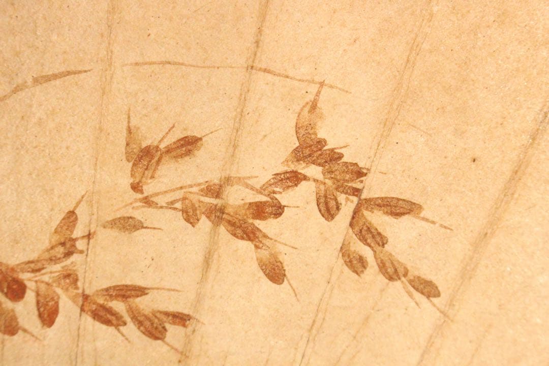 No5265 掛軸　酒井抱一　稲穂図　扇面　紙本着色　陶器軸先　合箱　送料無料