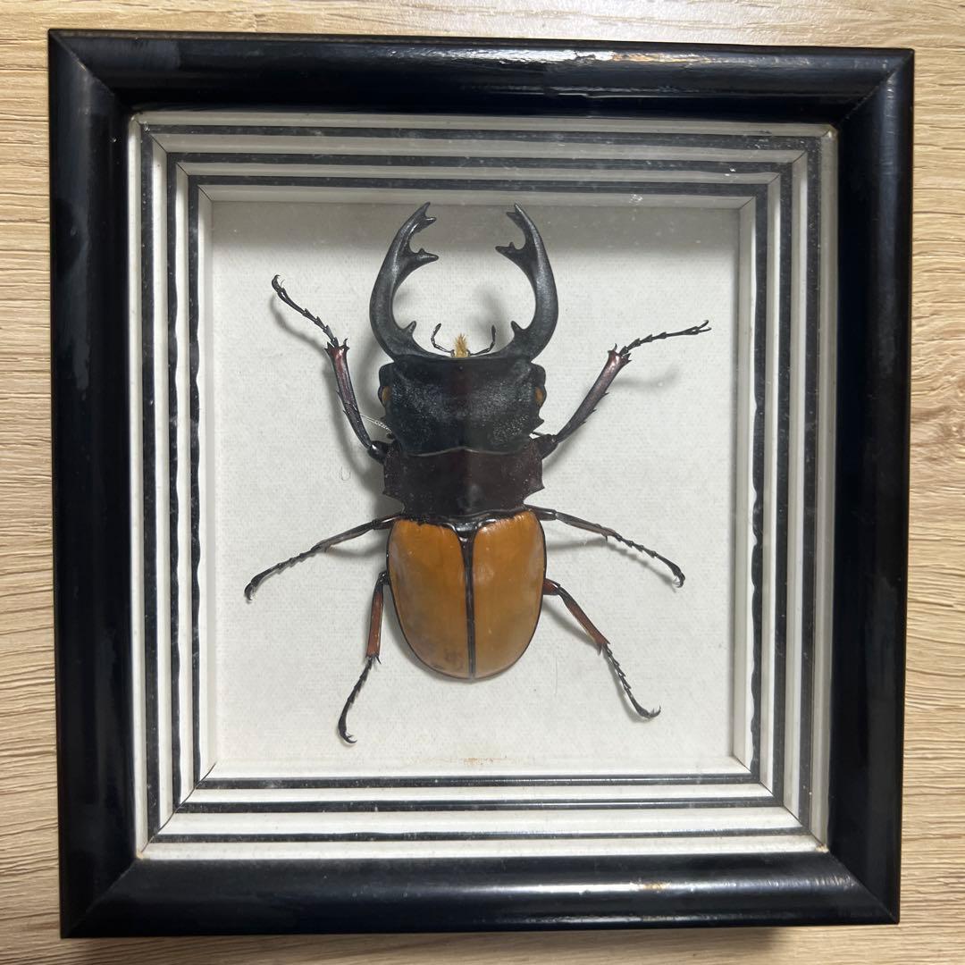 ボーレンホーベンツヤクワガタ標本