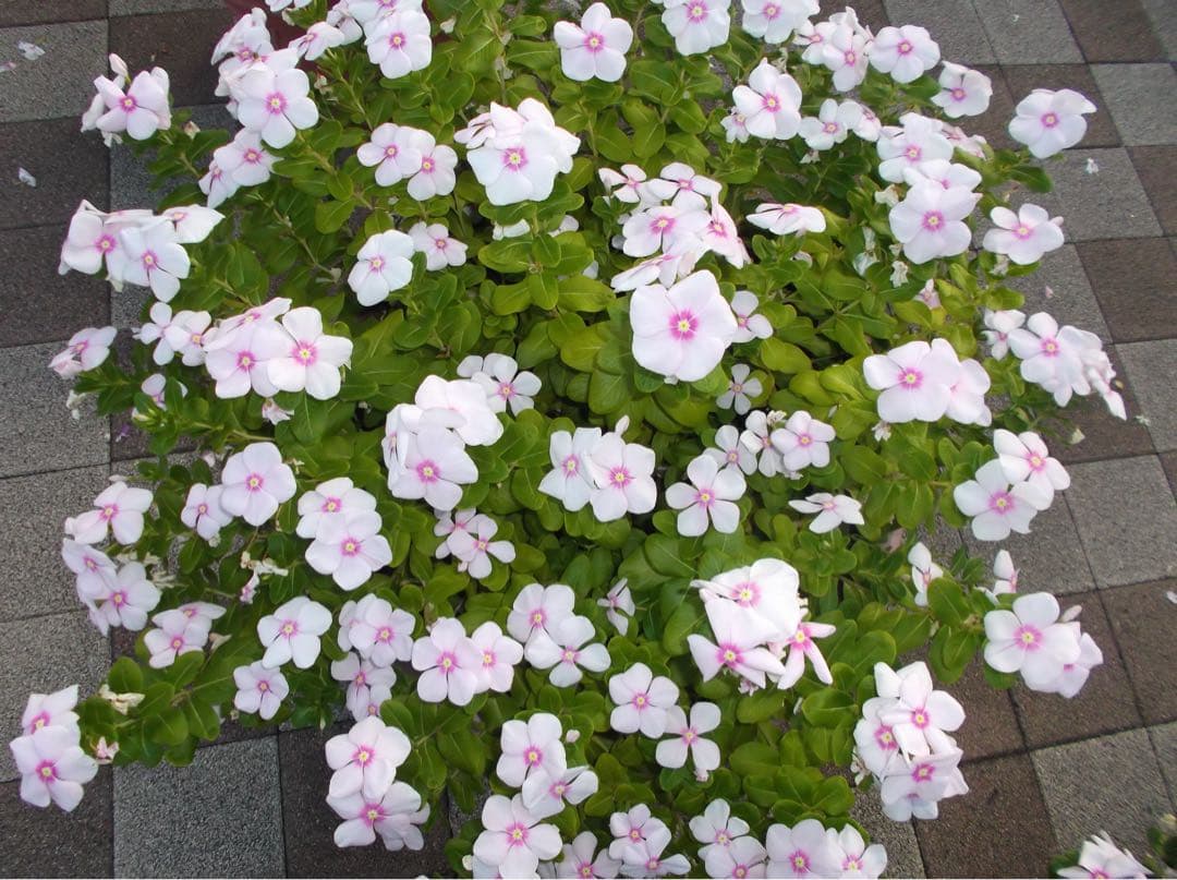 デジタルカメラ FUJIFILM FinePix JX650