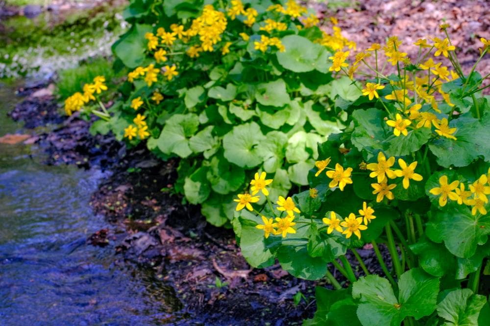 キヤノン 単焦点レンズ New FD 50mm F1.4 明るく高画質