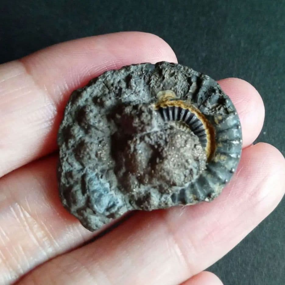 化石標本　アンモナイト　32mm　英国産