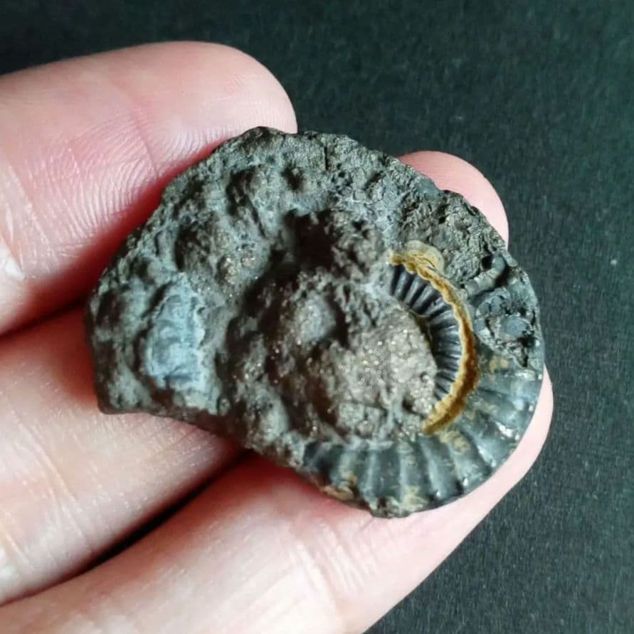 化石標本　アンモナイト　32mm　英国産