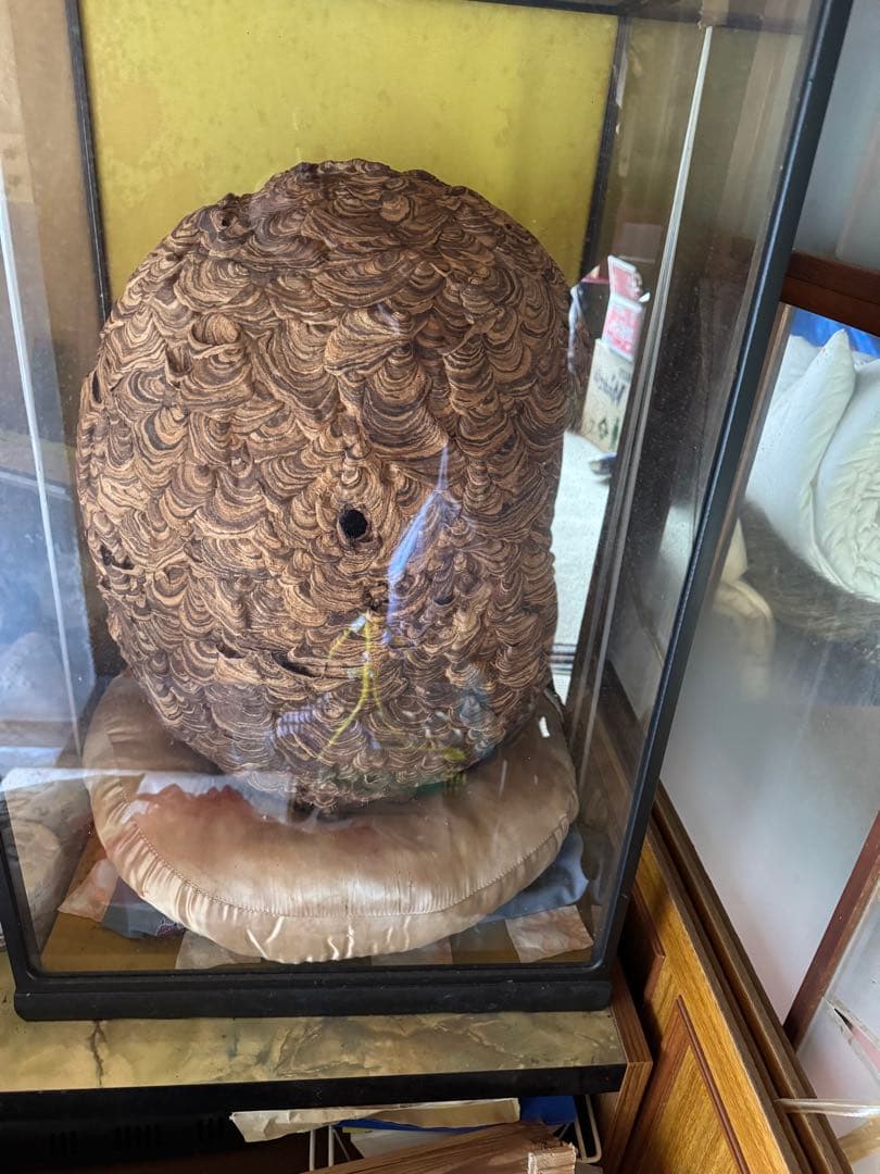 【希少性◎】30年以上前のオオスズメバチの巣標本 ガラスケース入り