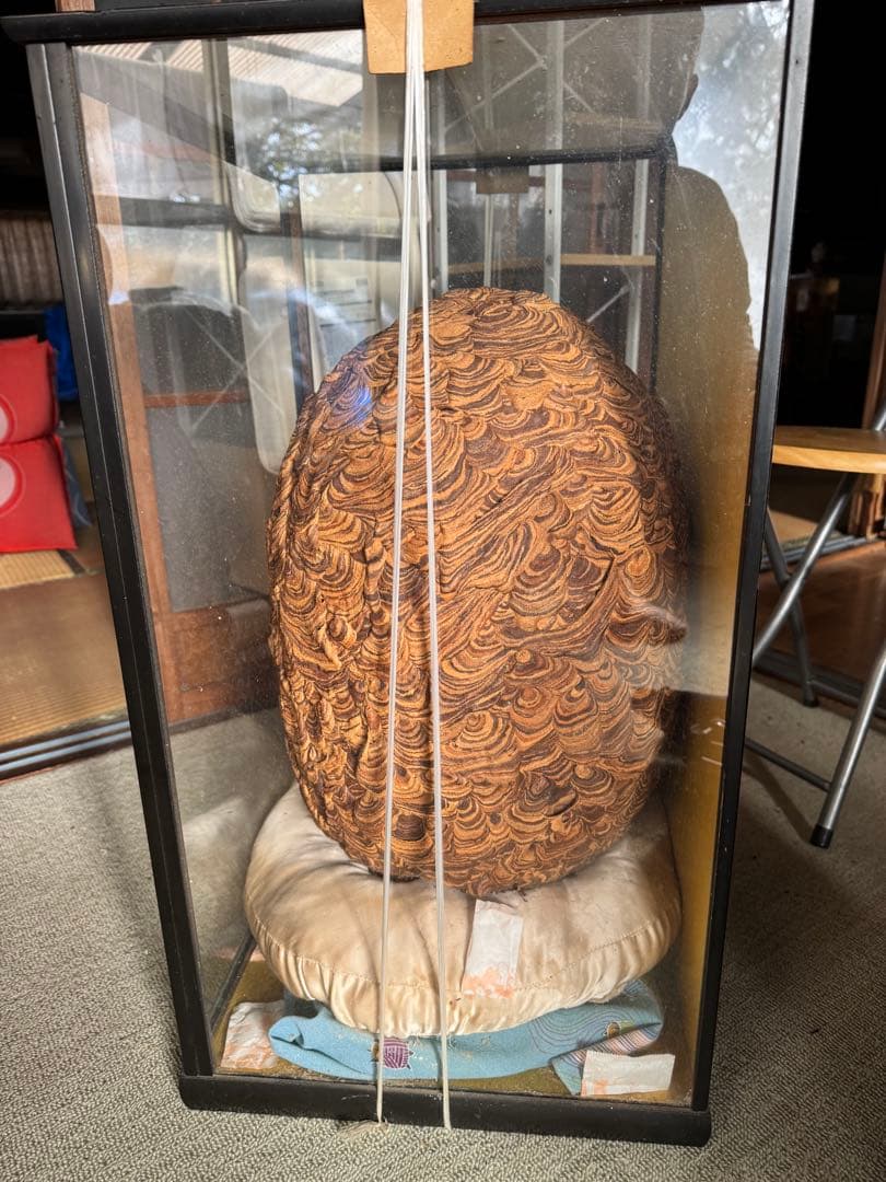 【希少性◎】30年以上前のオオスズメバチの巣標本 ガラスケース入り