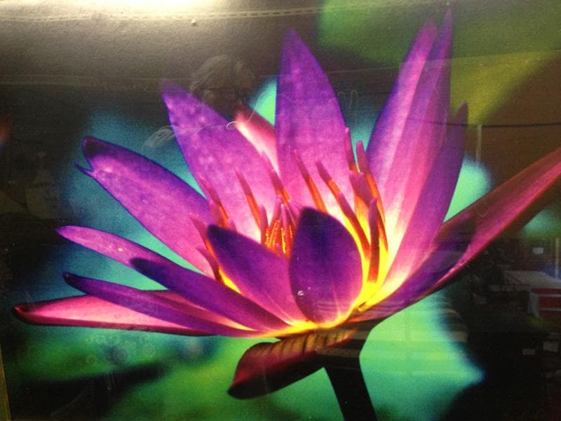 期間限定特価！　個展出品作品　特大芸術写真 ★ A1　 幻想の華 　額付