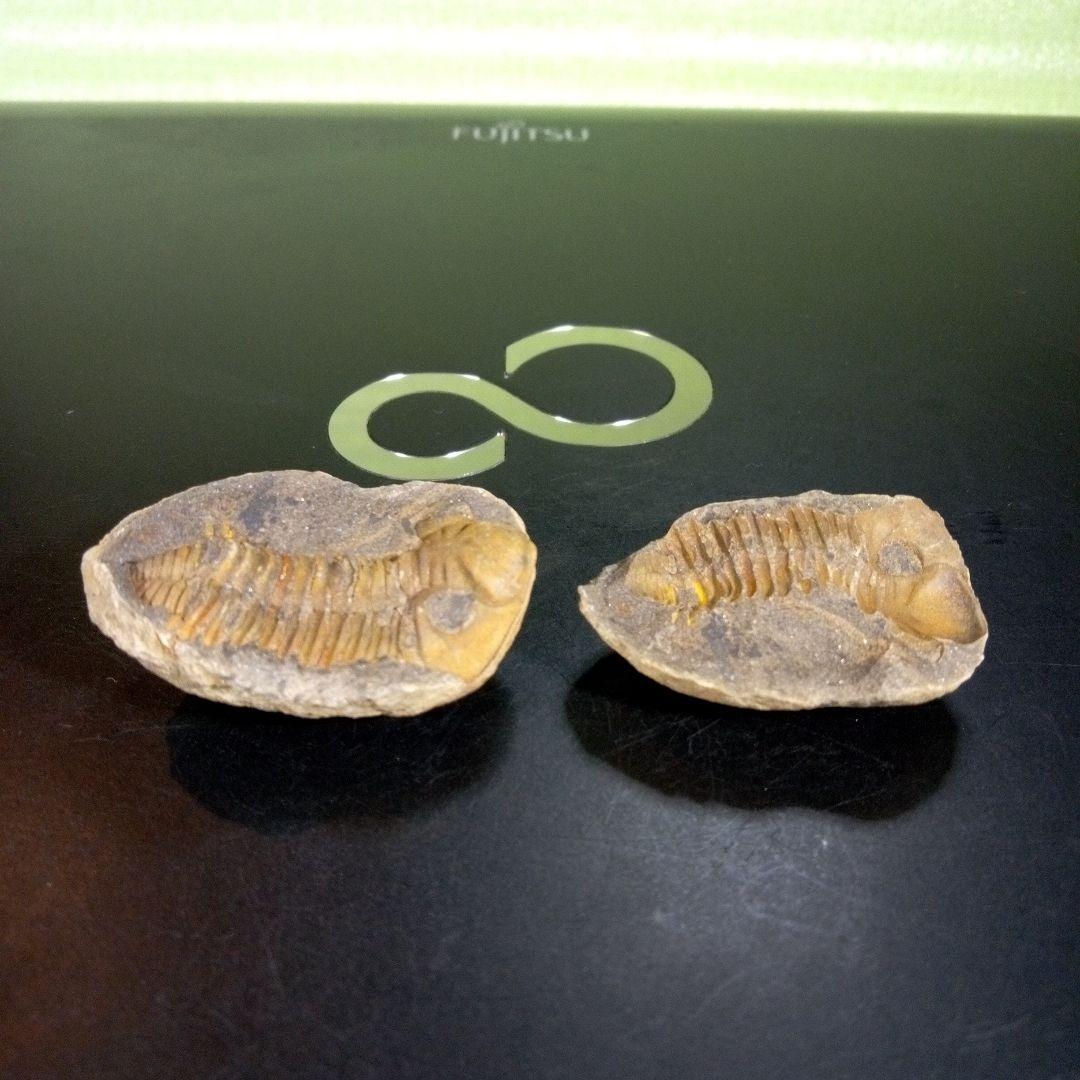 三葉虫　化石　fossil　海　ボリビア産　trilobite　ボリビア化石郡①