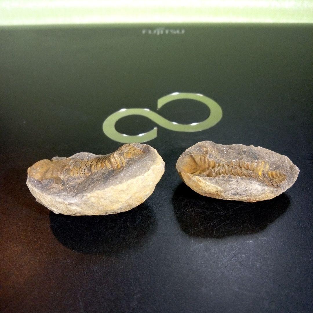 三葉虫　化石　fossil　海　ボリビア産　trilobite　ボリビア化石郡①