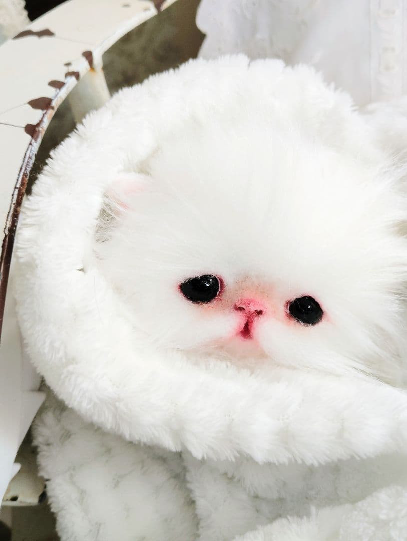 子猫♡寝起きのシロップちゃん♡アートドール♡ぬいぐるみ♡