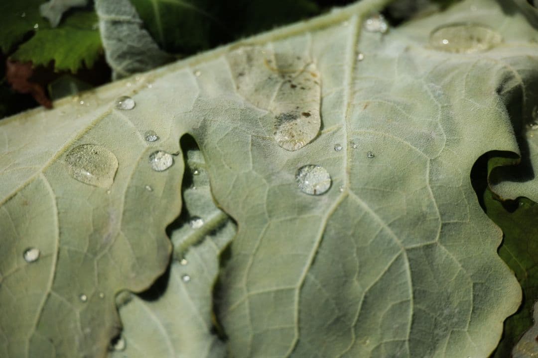 I*e様 NOKTON 40mm F1.2 Aspherical フォクトレンダ