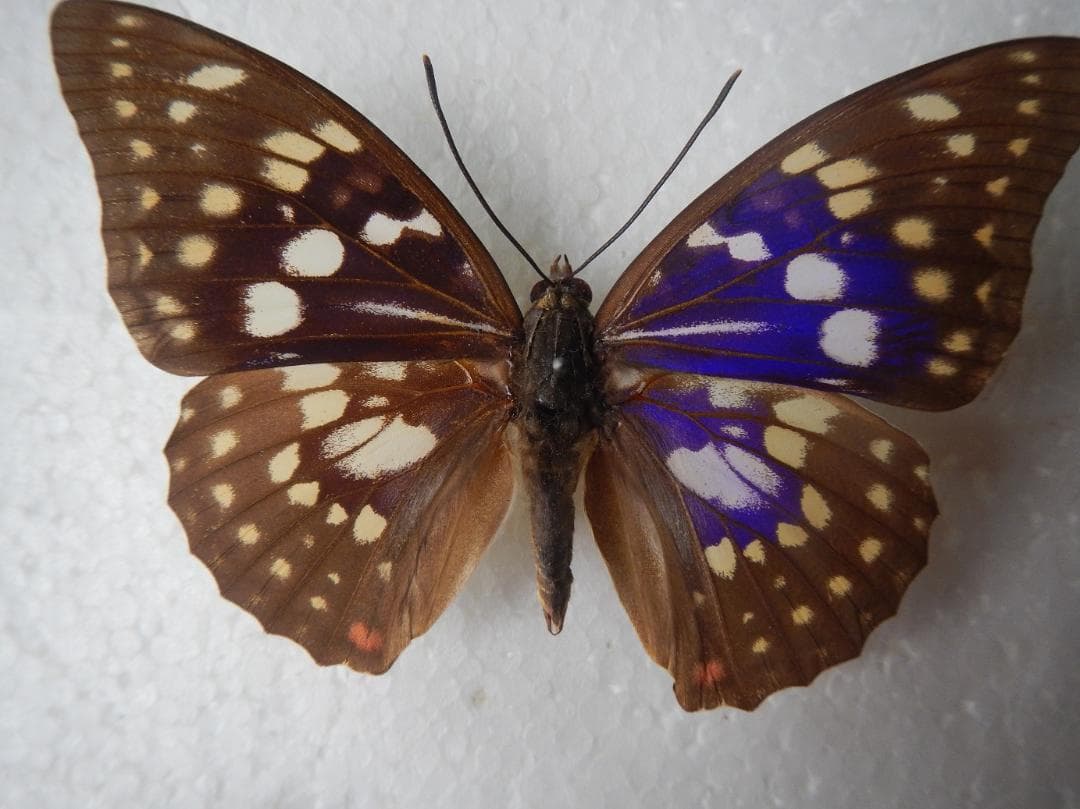 J*e様 モルフォオオムラサキ；１頭♂（飼育）