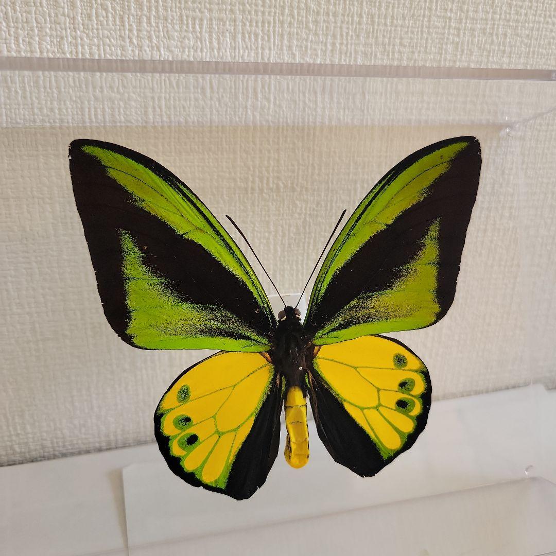 蝶の標本　トリバネチョウの王様(珍珍A)