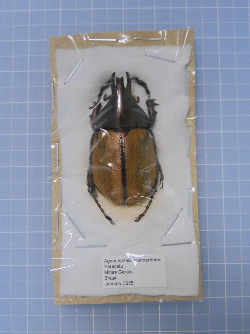 標本 Brazil Agaocephala mannerheimi 38mm