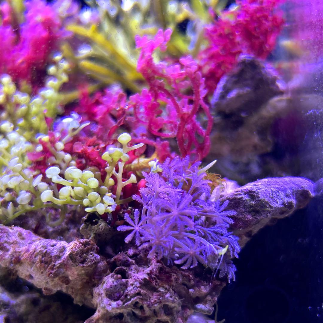 【★】海藻等色々ついたライブロックと海藻セット