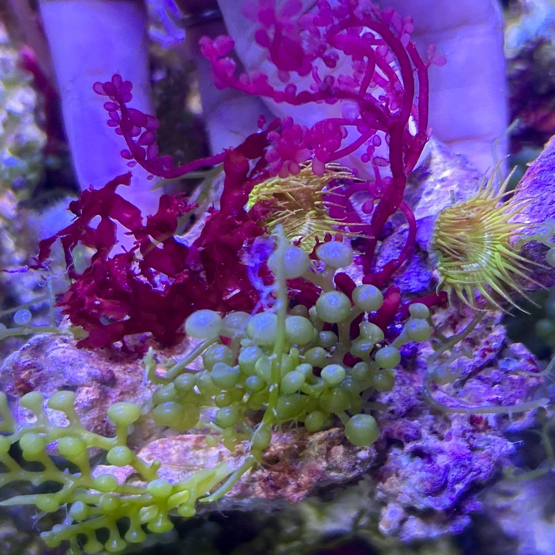 【★】海藻等色々ついたライブロックと海藻セット