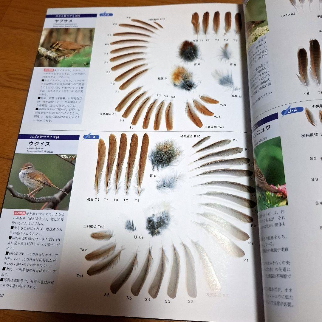 羽 原寸大写真図鑑　高田勝/著 叶内拓哉/著　ポスター付録付き