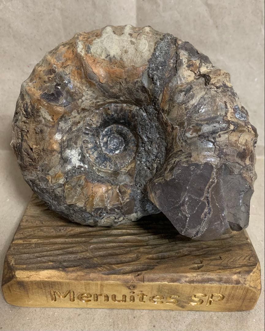 アナパキディスカス　北海道　羽幌産　殻付き　アンモナイト　化石　メヌイテス