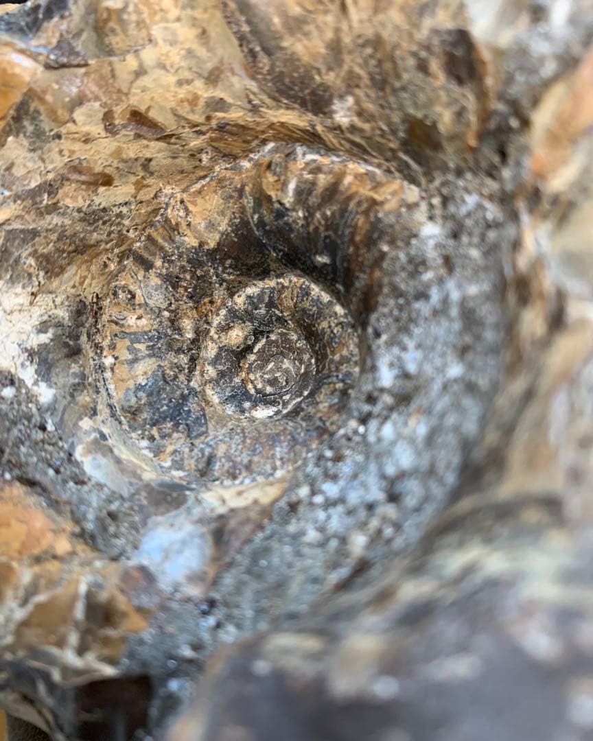 アナパキディスカス　北海道　羽幌産　殻付き　アンモナイト　化石　メヌイテス