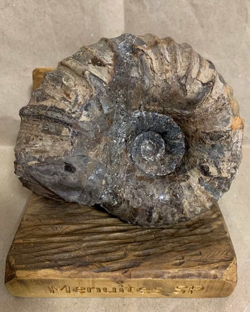 アナパキディスカス　北海道　羽幌産　殻付き　アンモナイト　化石　メヌイテス