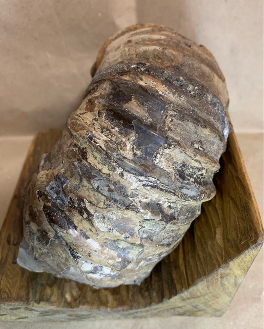 アナパキディスカス　北海道　羽幌産　殻付き　アンモナイト　化石　メヌイテス