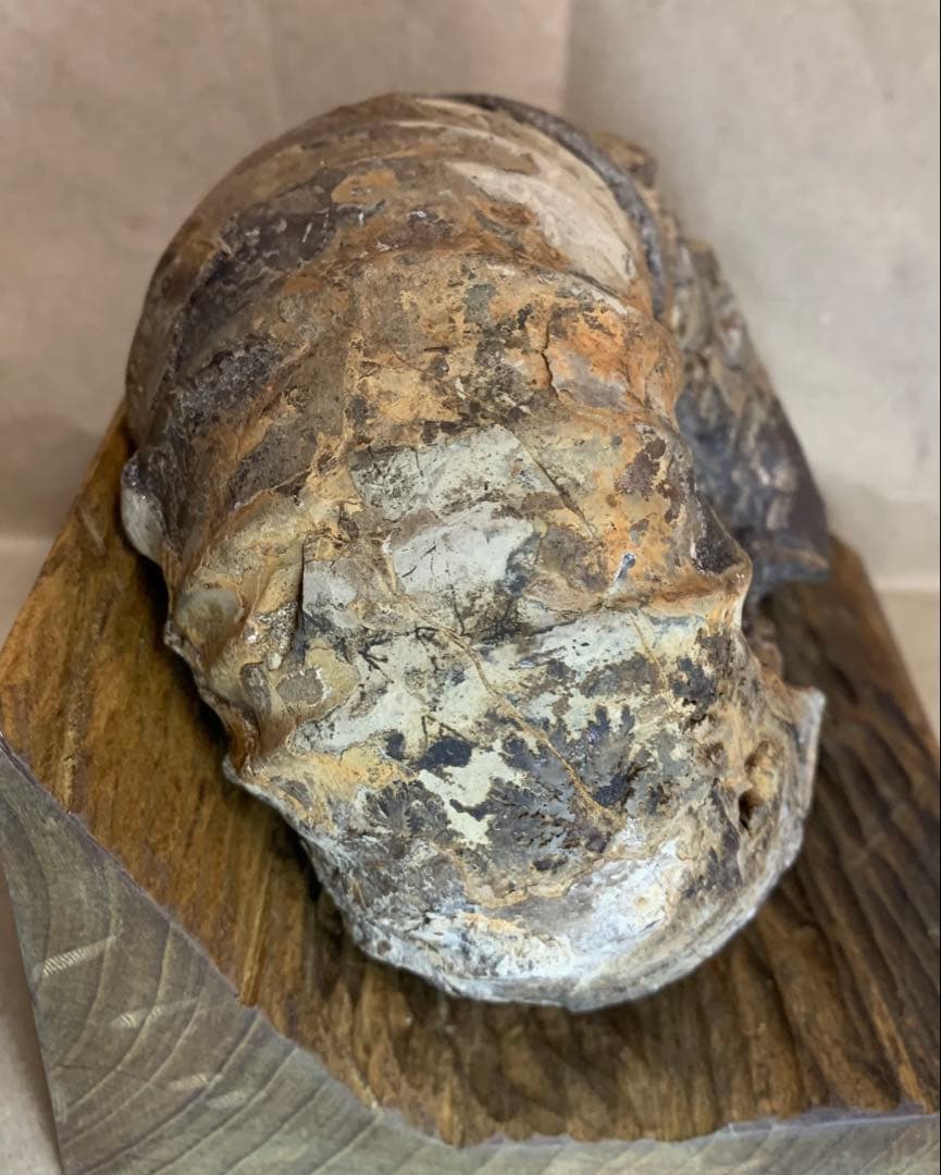 アナパキディスカス　北海道　羽幌産　殻付き　アンモナイト　化石　メヌイテス