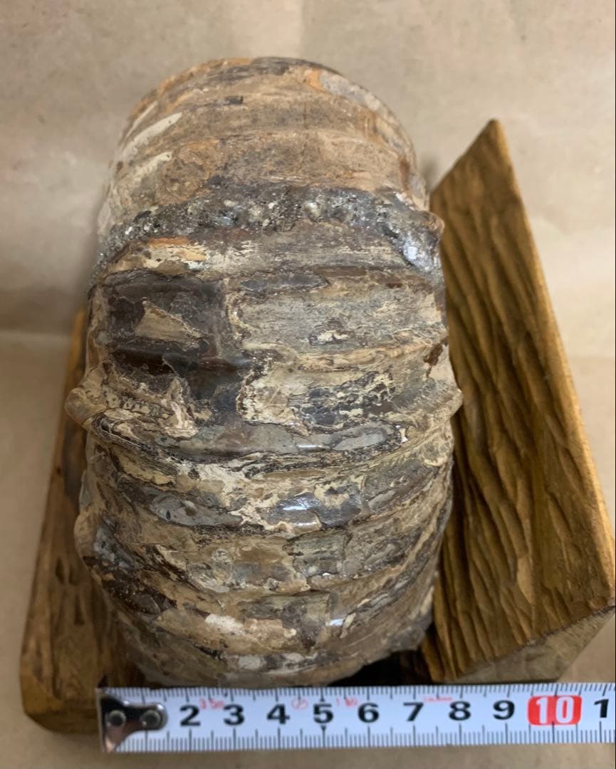 アナパキディスカス　北海道　羽幌産　殻付き　アンモナイト　化石　メヌイテス