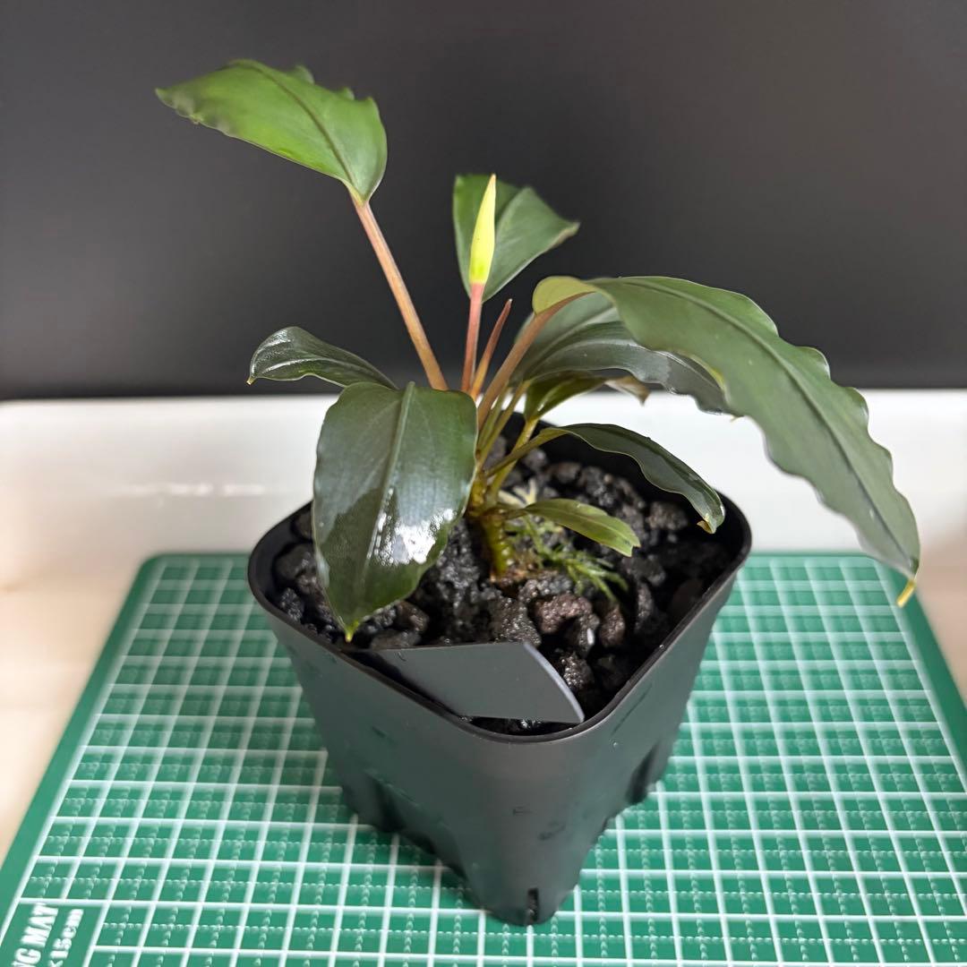 Bucephalandra Motleyana / Padawan 水上葉